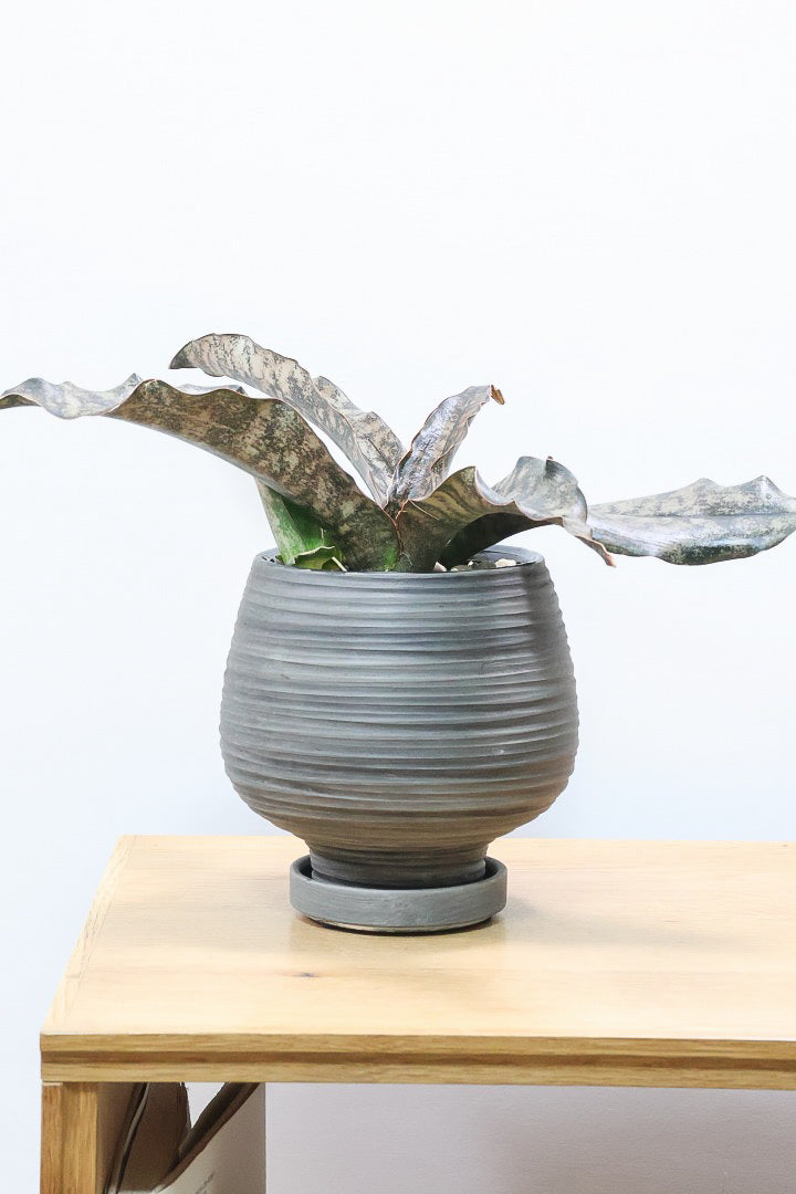 【サンスベリア キルキー】希少な大きサイズのキルキー！仲良しの生産者さんからいい形のものを分けてもらいました！個性的なフォルムが素敵！