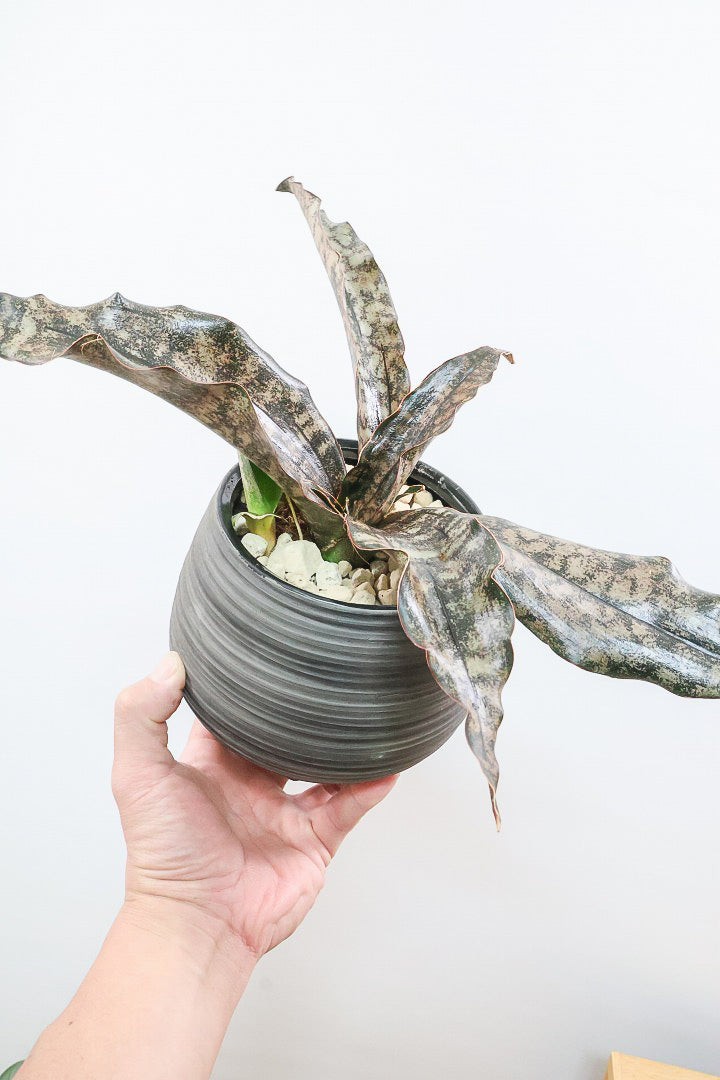 【サンスベリア キルキー】希少な大きサイズのキルキー！仲良しの生産者さんからいい形のものを分けてもらいました！個性的なフォルムが素敵！