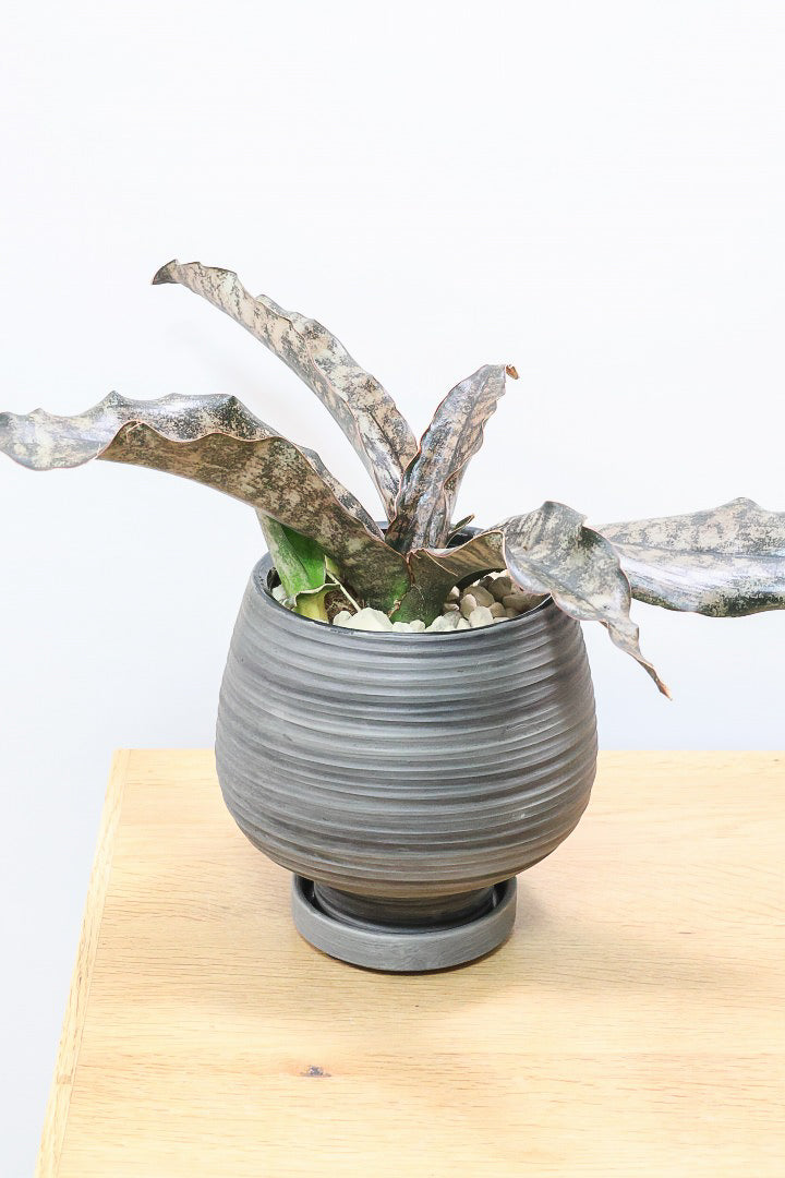 【サンスベリア キルキー】希少な大きサイズのキルキー！仲良しの生産者さんからいい形のものを分けてもらいました！個性的なフォルムが素敵！