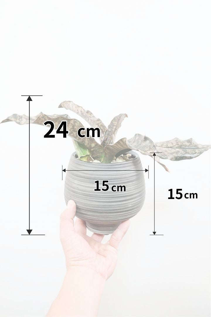 大型の鉢は軽い方がイイに決まってる！| 観葉植物の基礎知識|APEGO