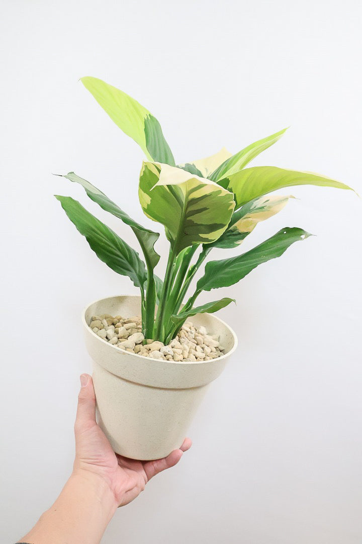 【スパティフィラム  センセーション オーレア バリエガタ】生産者さんのハウスでイイ個体を選んできました！良い色出てます！このサイズ感でここまで斑が美しいものは希少ですよ！