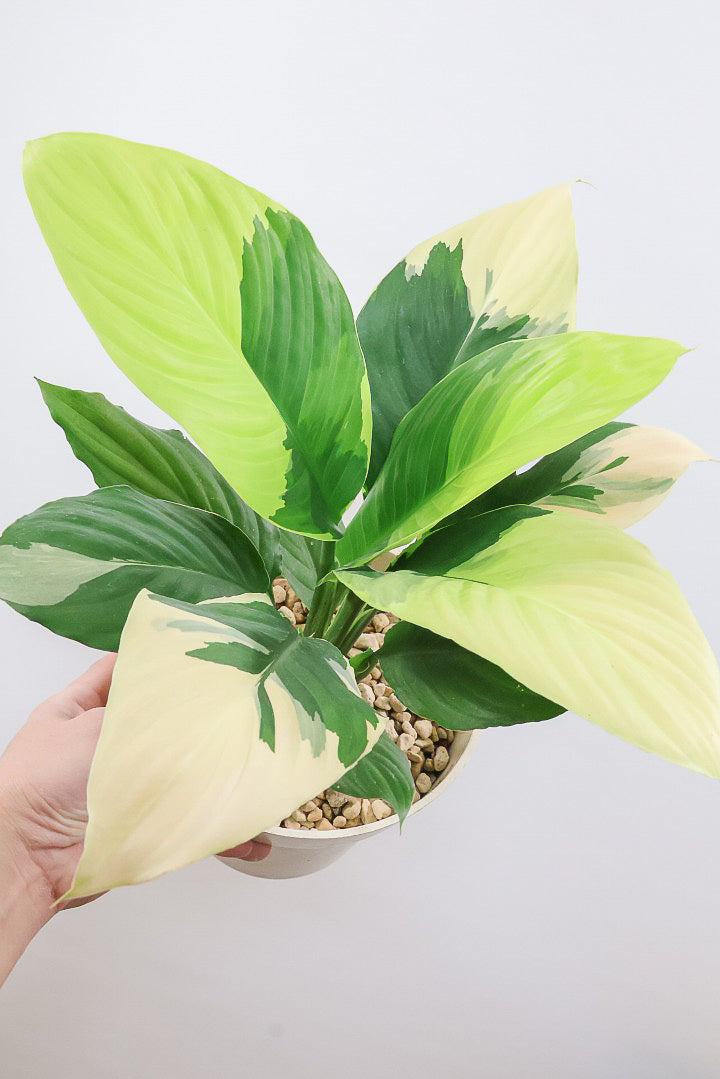 【スパティフィラム  センセーション オーレア バリエガタ】生産者さんのハウスでイイ個体を選んできました！良い色出てます！このサイズ感でここまで斑が美しいものは希少ですよ！