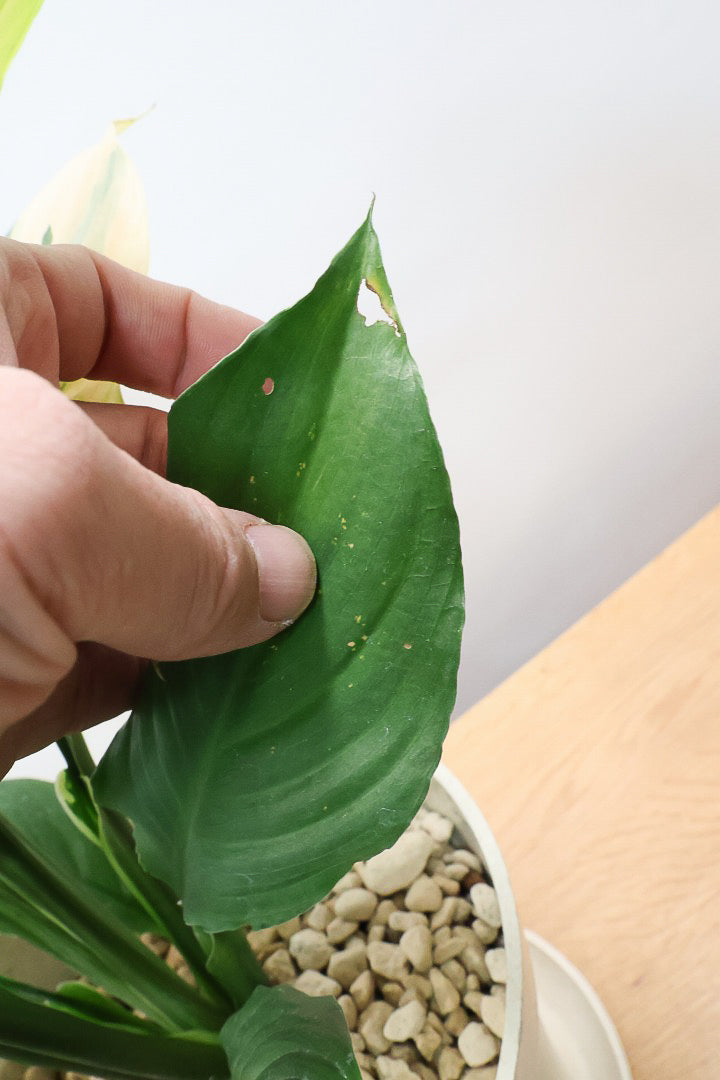 【スパティフィラム  センセーション オーレア バリエガタ】生産者さんのハウスでイイ個体を選んできました！良い色出てます！このサイズ感でここまで斑が美しいものは希少ですよ！