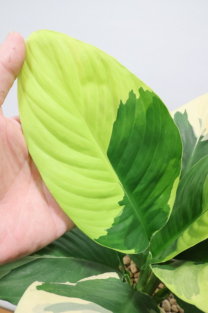 【スパティフィラム  センセーション オーレア バリエガタ】生産者さんのハウスでイイ個体を選んできました！良い色出てます！このサイズ感でここまで斑が美しいものは希少ですよ！