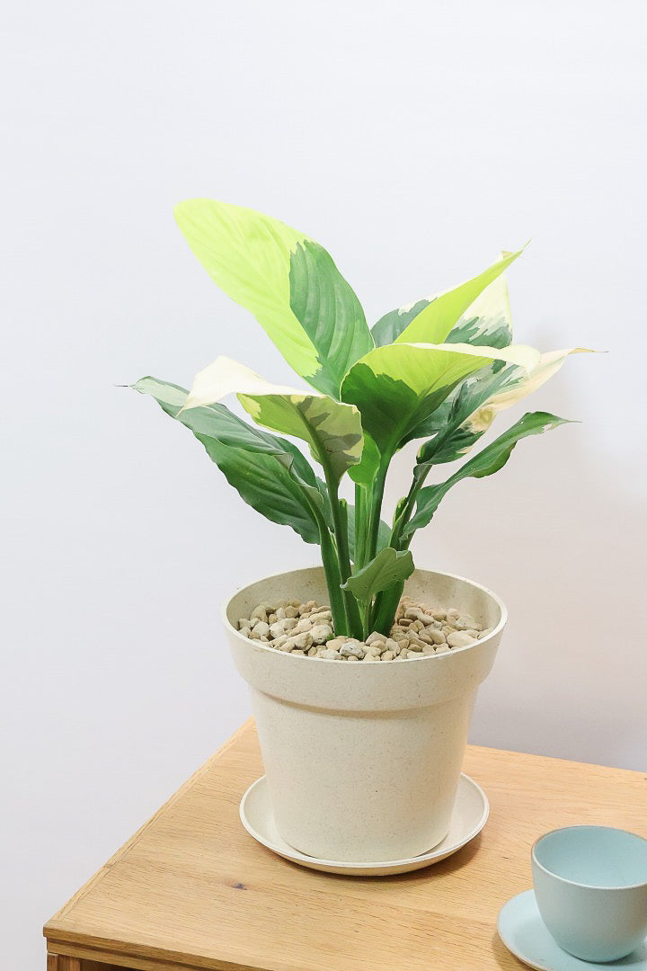 【スパティフィラム  センセーション オーレア バリエガタ】生産者さんのハウスでイイ個体を選んできました！良い色出てます！このサイズ感でここまで斑が美しいものは希少ですよ！