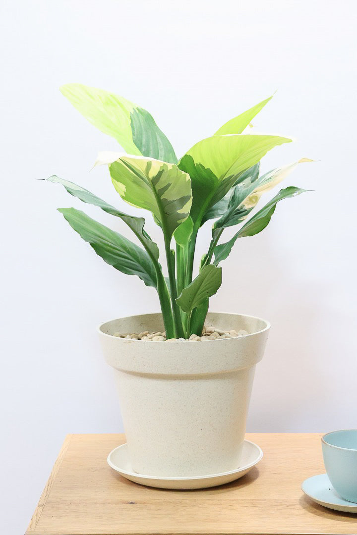 【スパティフィラム  センセーション オーレア バリエガタ】生産者さんのハウスでイイ個体を選んできました！良い色出てます！このサイズ感でここまで斑が美しいものは希少ですよ！