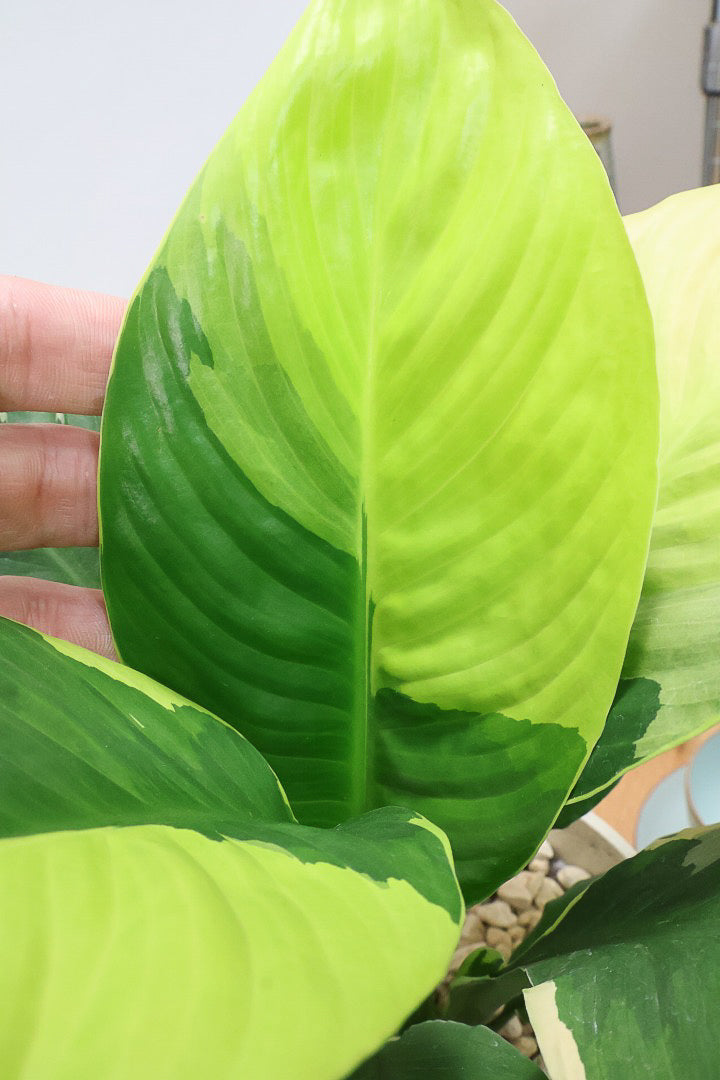 【スパティフィラム  センセーション オーレア バリエガタ】生産者さんのハウスでイイ個体を選んできました！良い色出てます！このサイズ感でここまで斑が美しいものは希少ですよ！