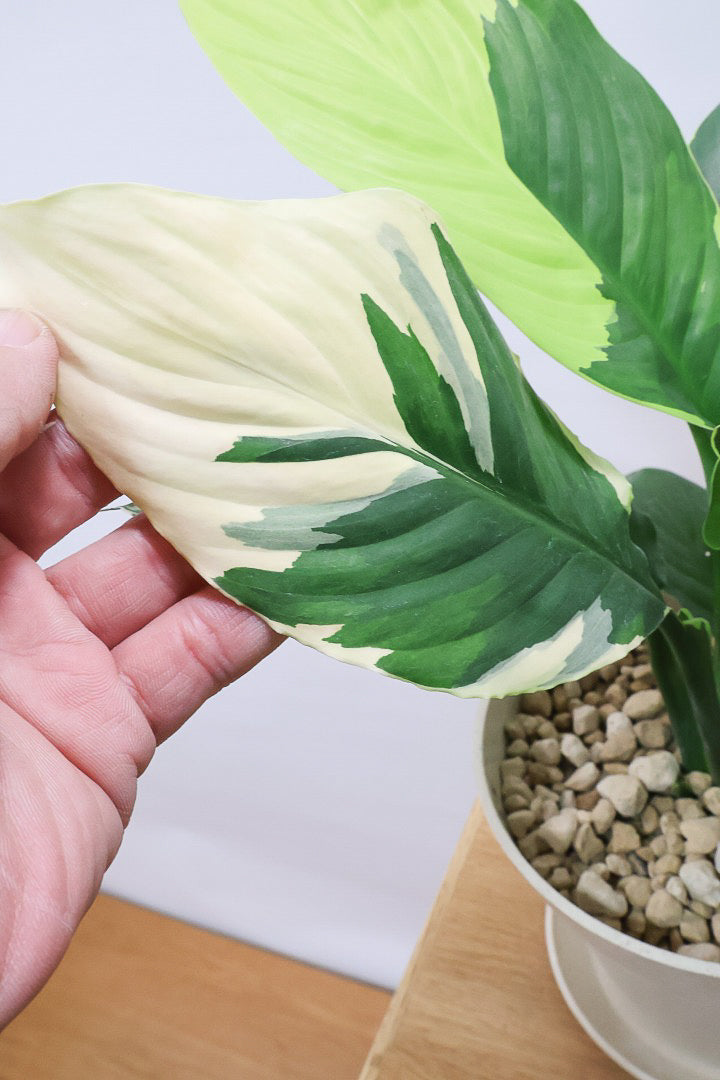 【スパティフィラム  センセーション オーレア バリエガタ】生産者さんのハウスでイイ個体を選んできました！良い色出てます！このサイズ感でここまで斑が美しいものは希少ですよ！