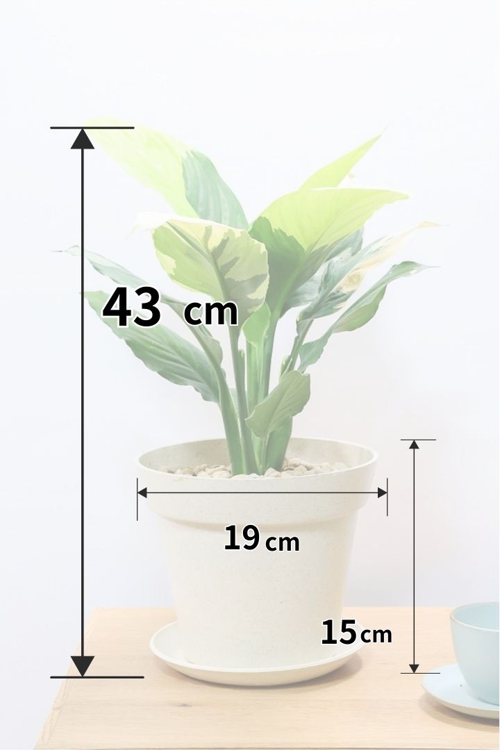 【スパティフィラム  センセーション オーレア バリエガタ】生産者さんのハウスでイイ個体を選んできました！良い色出てます！このサイズ感でここまで斑が美しいものは希少ですよ！