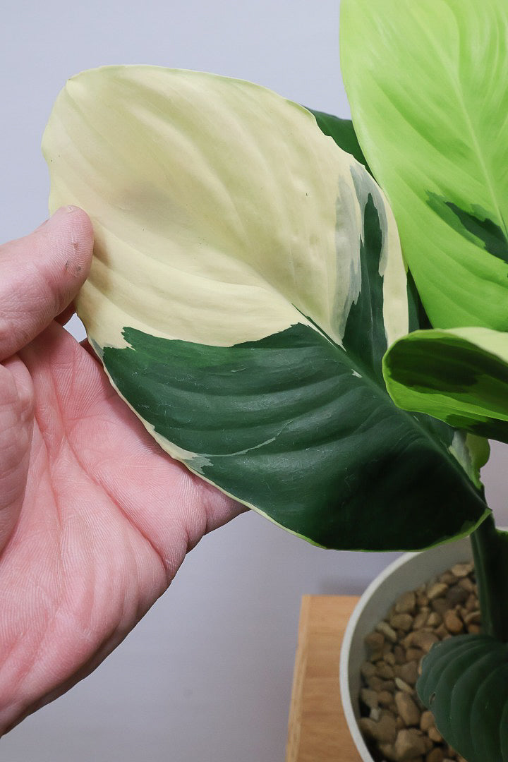 【スパティフィラム  センセーション オーレア バリエガタ】生産者さんのハウスでイイ個体を選んできました！良い色出てます！見ていて惚れ惚れします！