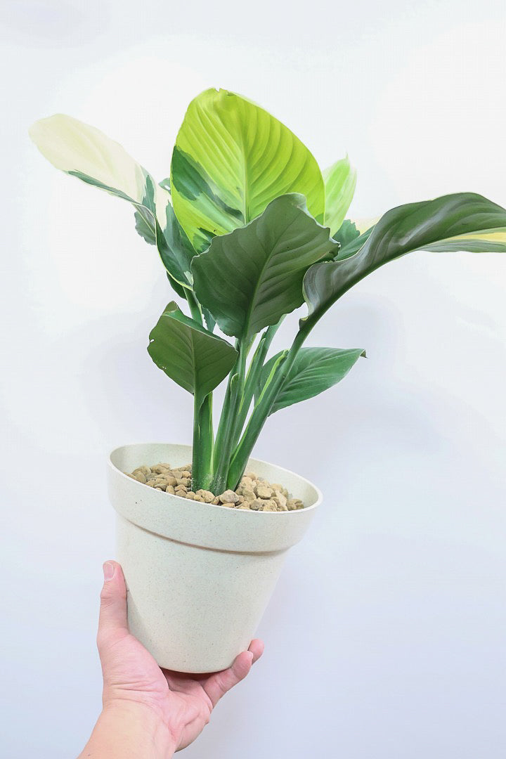 【スパティフィラム  センセーション オーレア バリエガタ】生産者さんのハウスでイイ個体を選んできました！良い色出てます！見ていて惚れ惚れします！