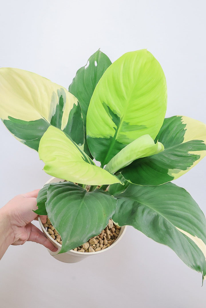 大型の鉢は軽い方がイイに決まってる！| 観葉植物の基礎知識|APEGO