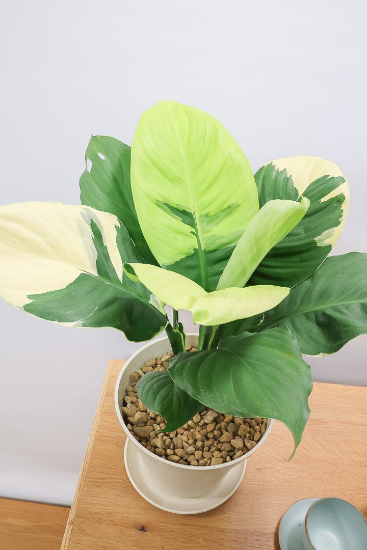 【スパティフィラム  センセーション オーレア バリエガタ】生産者さんのハウスでイイ個体を選んできました！良い色出てます！見ていて惚れ惚れします！