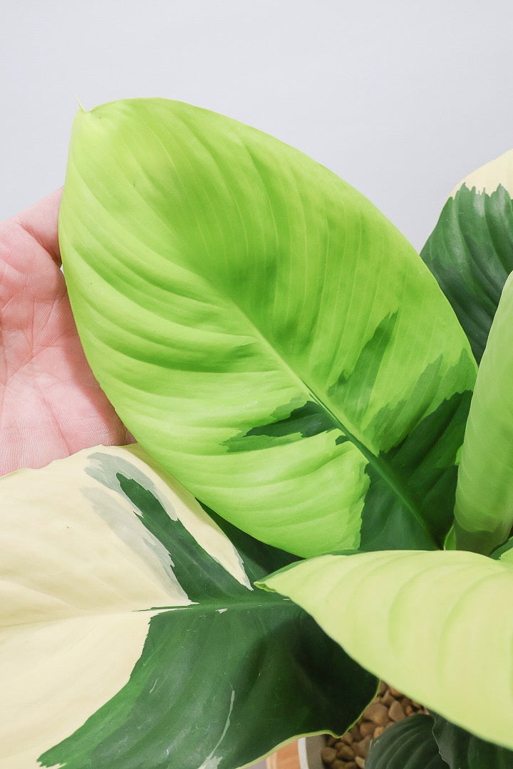 【スパティフィラム  センセーション オーレア バリエガタ】生産者さんのハウスでイイ個体を選んできました！良い色出てます！見ていて惚れ惚れします！