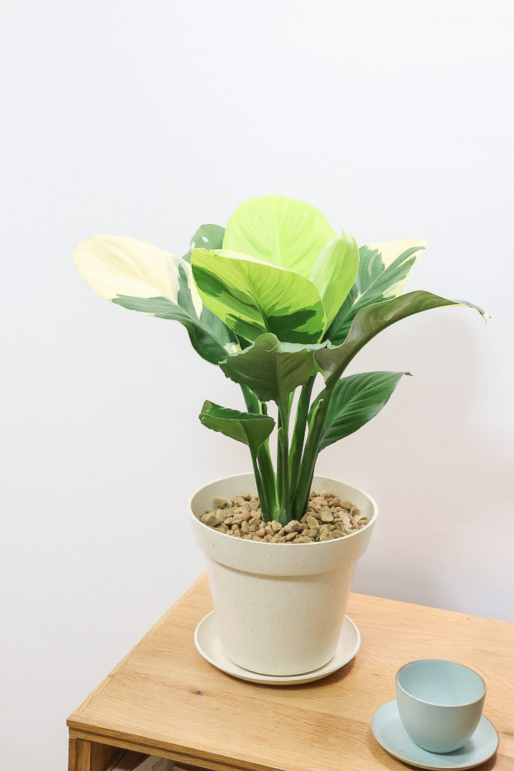 【スパティフィラム  センセーション オーレア バリエガタ】生産者さんのハウスでイイ個体を選んできました！良い色出てます！見ていて惚れ惚れします！