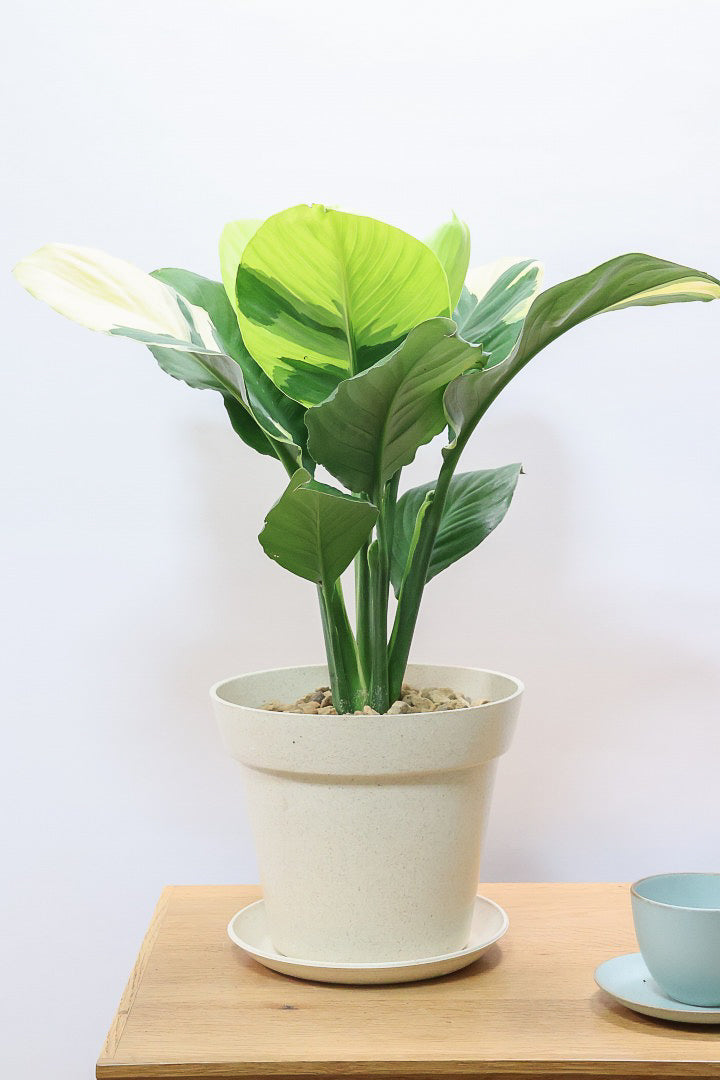 【スパティフィラム  センセーション オーレア バリエガタ】生産者さんのハウスでイイ個体を選んできました！良い色出てます！見ていて惚れ惚れします！