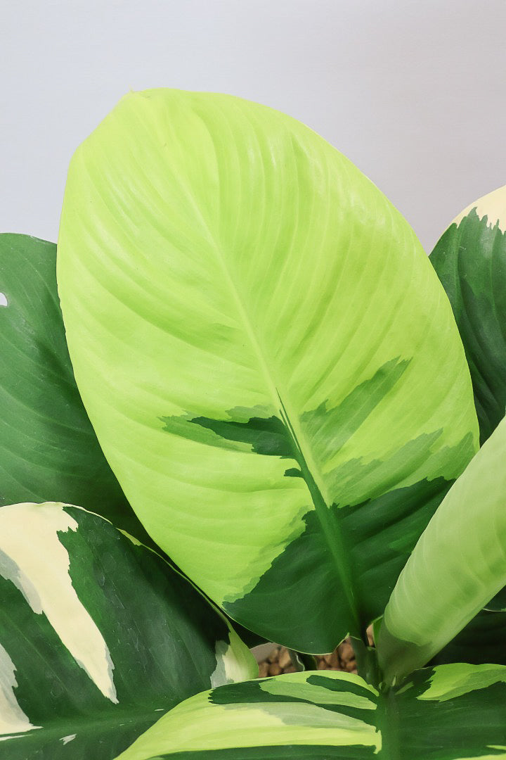 【スパティフィラム  センセーション オーレア バリエガタ】生産者さんのハウスでイイ個体を選んできました！良い色出てます！見ていて惚れ惚れします！