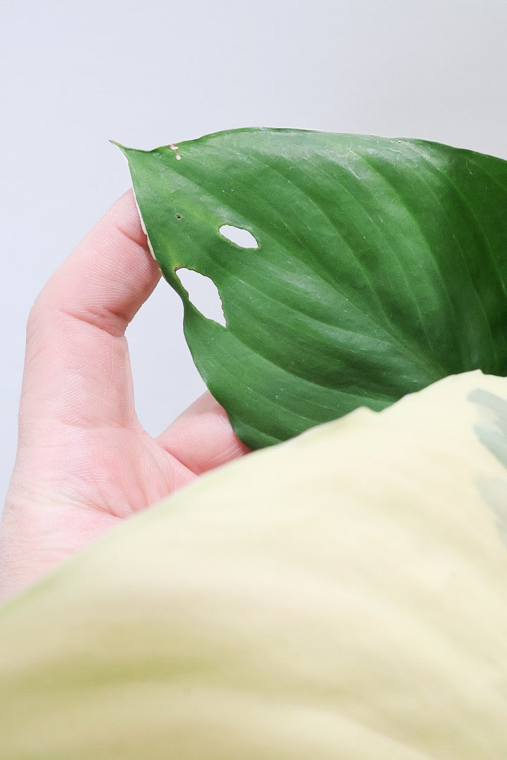 【スパティフィラム  センセーション オーレア バリエガタ】生産者さんのハウスでイイ個体を選んできました！良い色出てます！見ていて惚れ惚れします！