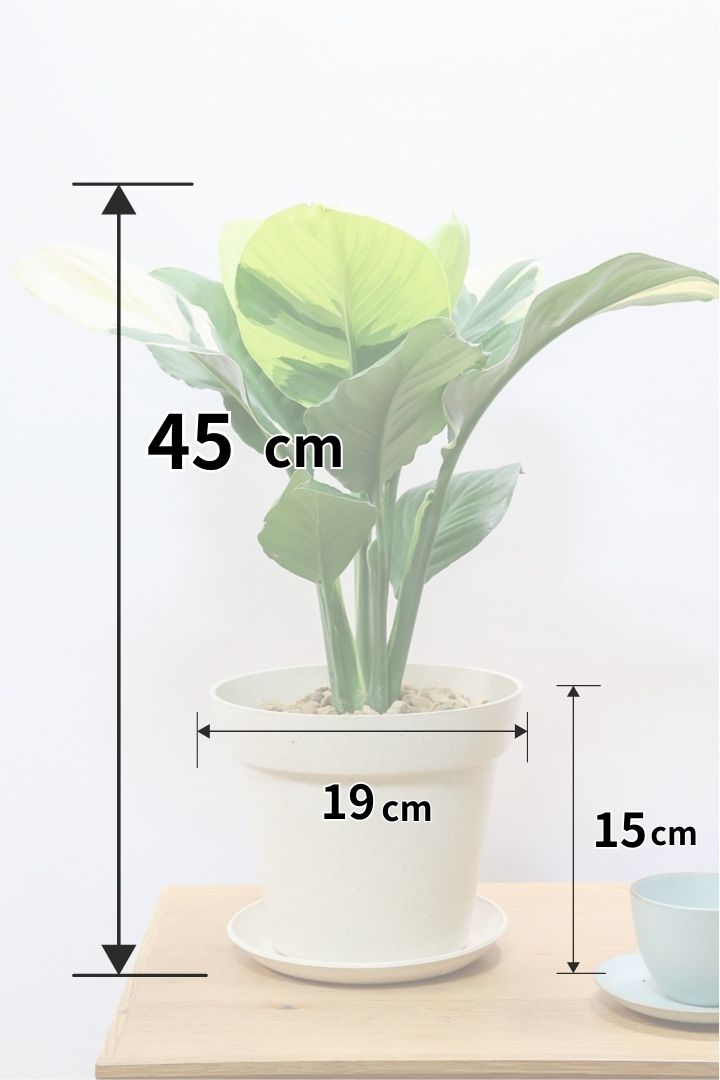 【スパティフィラム  センセーション オーレア バリエガタ】生産者さんのハウスでイイ個体を選んできました！良い色出てます！見ていて惚れ惚れします！