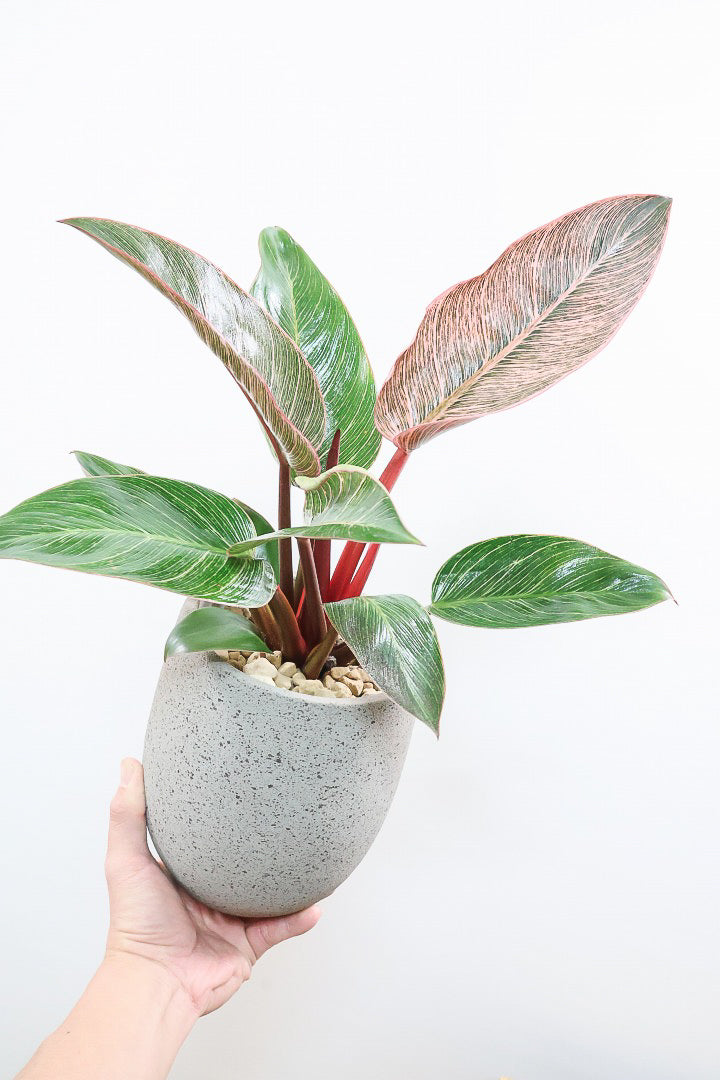 【フィロデンドロン ピンクバーキン】ありそうで今までなかった4号サイズ！葉の模様もくっきりと出ている優良株です！