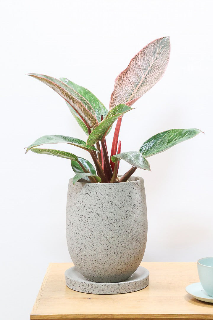 【フィロデンドロン ピンクバーキン】ありそうで今までなかった4号サイズ！葉の模様もくっきりと出ている優良株です！