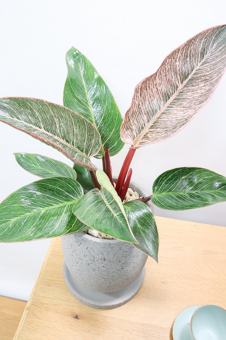 【フィロデンドロン ピンクバーキン】ありそうで今までなかった4号サイズ！葉の模様もくっきりと出ている優良株です！