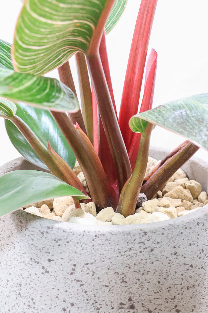 【フィロデンドロン ピンクバーキン】ありそうで今までなかった4号サイズ！葉の模様もくっきりと出ている優良株です！