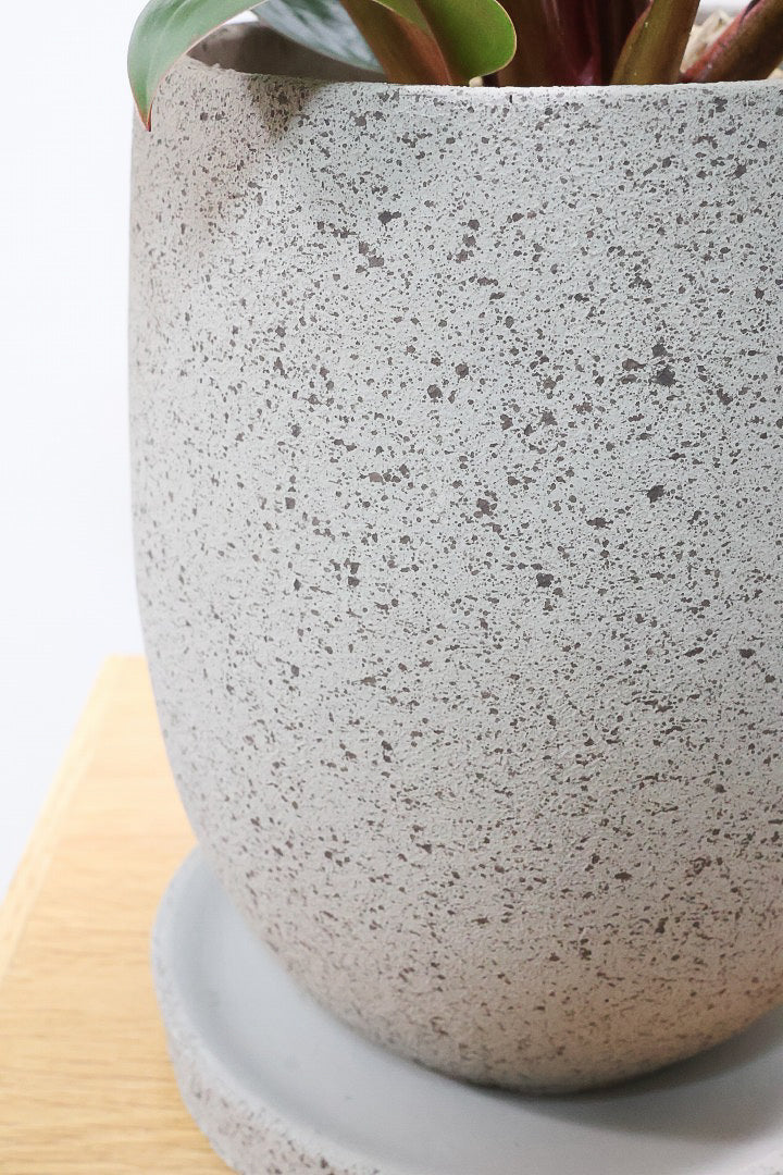 【フィロデンドロン ピンクバーキン】ありそうで今までなかった4号サイズ！葉の模様もくっきりと出ている優良株です！