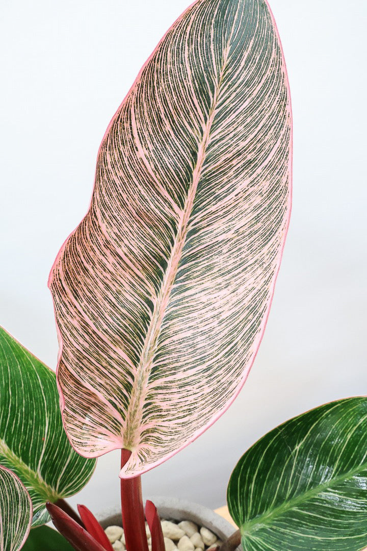 【フィロデンドロン ピンクバーキン】ありそうで今までなかった4号サイズ！葉の模様もくっきりと出ている優良株です！