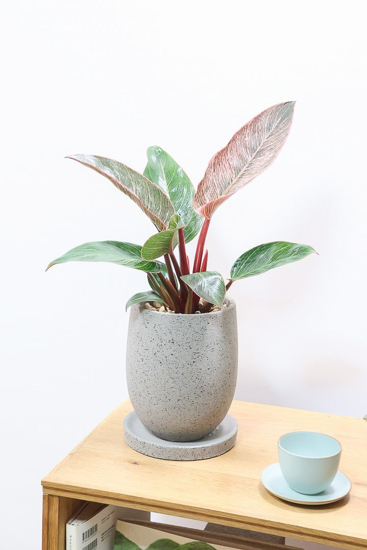 【フィロデンドロン ピンクバーキン】ありそうで今までなかった4号サイズ！葉の模様もくっきりと出ている優良株です！