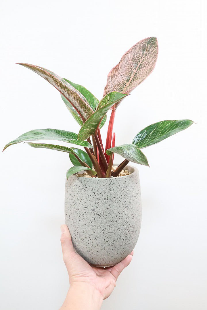 【フィロデンドロン ピンクバーキン】ありそうで今までなかった4号サイズ！葉の模様もくっきりと出ている優良株です！