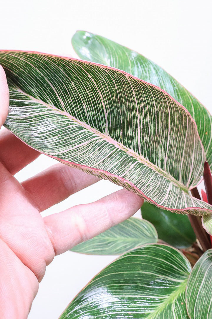 【フィロデンドロン ピンクバーキン】ありそうで今までなかった4号サイズ！葉の模様もくっきりと出ている優良株です！