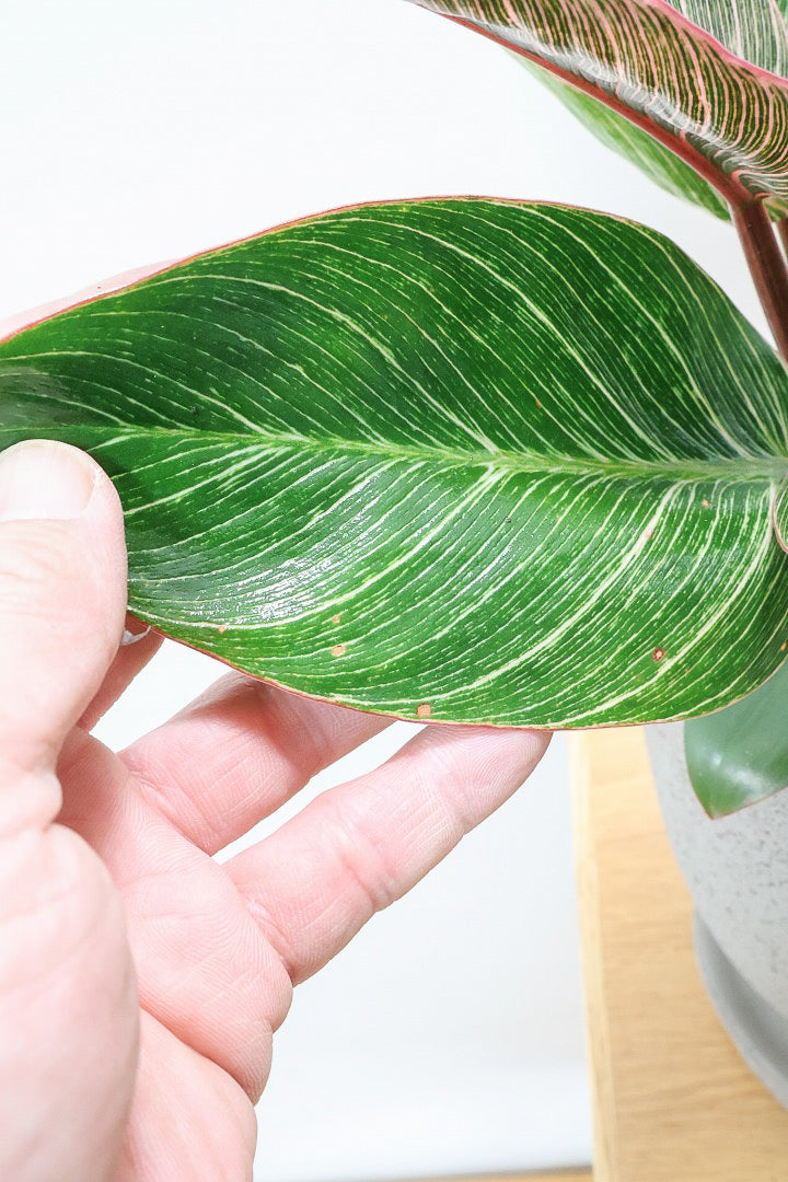 【フィロデンドロン ピンクバーキン】ありそうで今までなかった4号サイズ！葉の模様もくっきりと出ている優良株です！