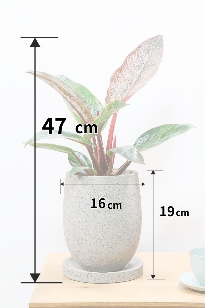 【フィロデンドロン ピンクバーキン】ありそうで今までなかった4号サイズ！葉の模様もくっきりと出ている優良株です！