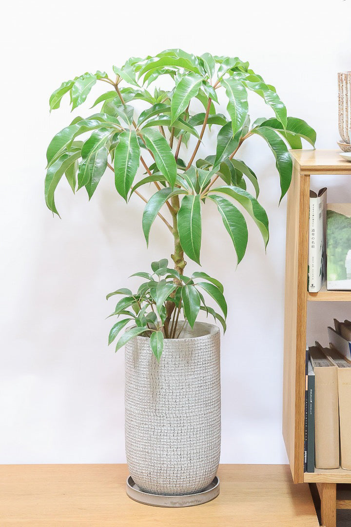 【チュピタンサス】ボリュームのある樹形！この樹形はなかなかいい感じだと思うんですよね！鹿児島県からやってきました！