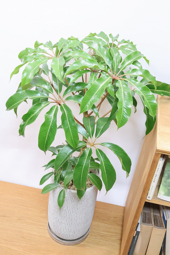 【チュピタンサス】ボリュームのある樹形！この樹形はなかなかいい感じだと思うんですよね！鹿児島県からやってきました！