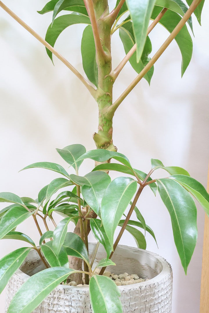 【チュピタンサス】ボリュームのある樹形！この樹形はなかなかいい感じだと思うんですよね！鹿児島県からやってきました！