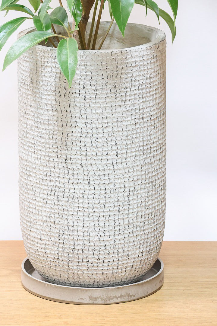 【チュピタンサス】ボリュームのある樹形！この樹形はなかなかいい感じだと思うんですよね！鹿児島県からやってきました！