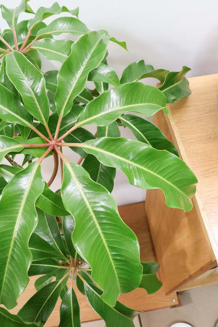 【チュピタンサス】ボリュームのある樹形！この樹形はなかなかいい感じだと思うんですよね！鹿児島県からやってきました！