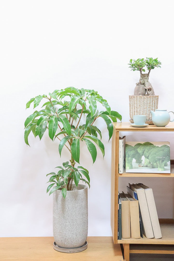 【チュピタンサス】ボリュームのある樹形！この樹形はなかなかいい感じだと思うんですよね！鹿児島県からやってきました！