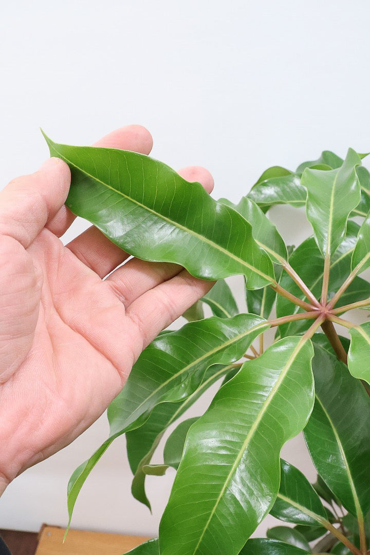 【チュピタンサス】ボリュームのある樹形！この樹形はなかなかいい感じだと思うんですよね！鹿児島県からやってきました！