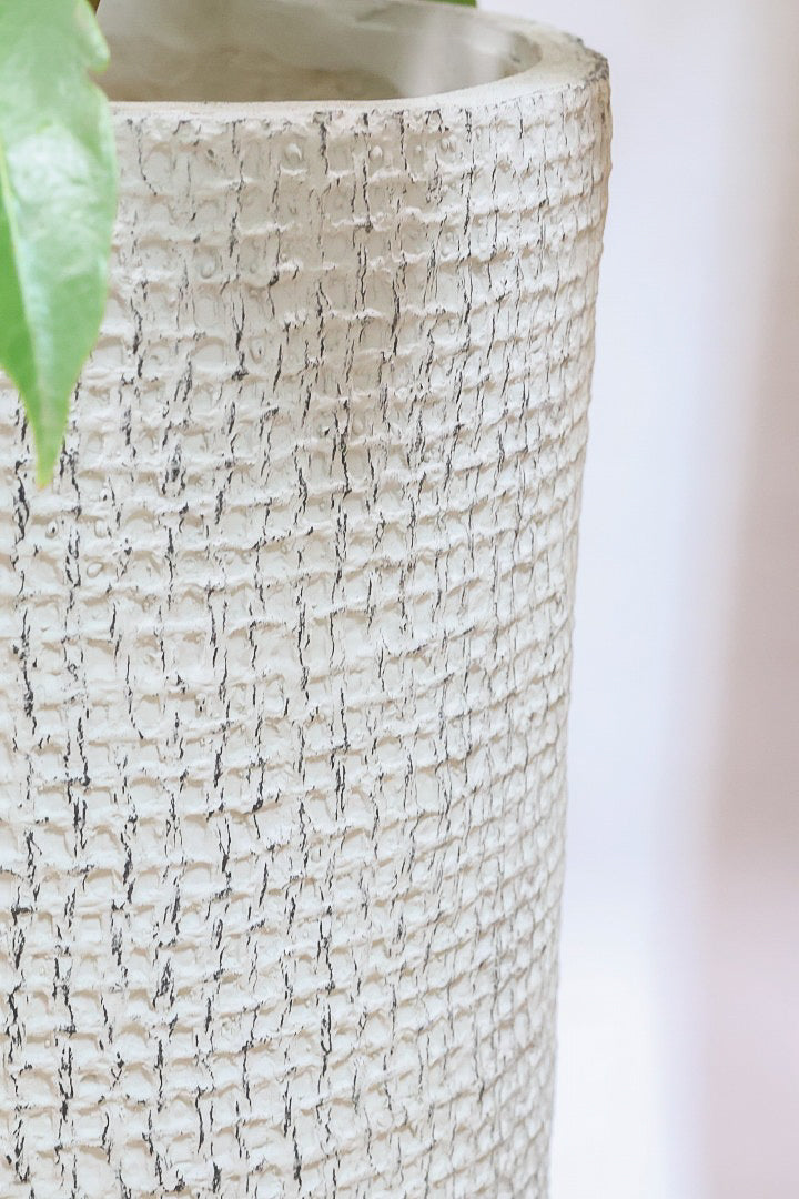 【チュピタンサス】ボリュームのある樹形！この樹形はなかなかいい感じだと思うんですよね！鹿児島県からやってきました！