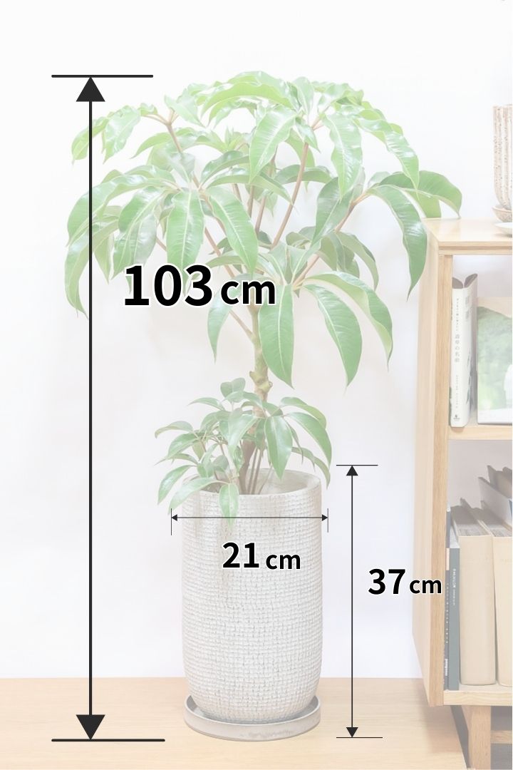 【チュピタンサス】ボリュームのある樹形！この樹形はなかなかいい感じだと思うんですよね！鹿児島県からやってきました！