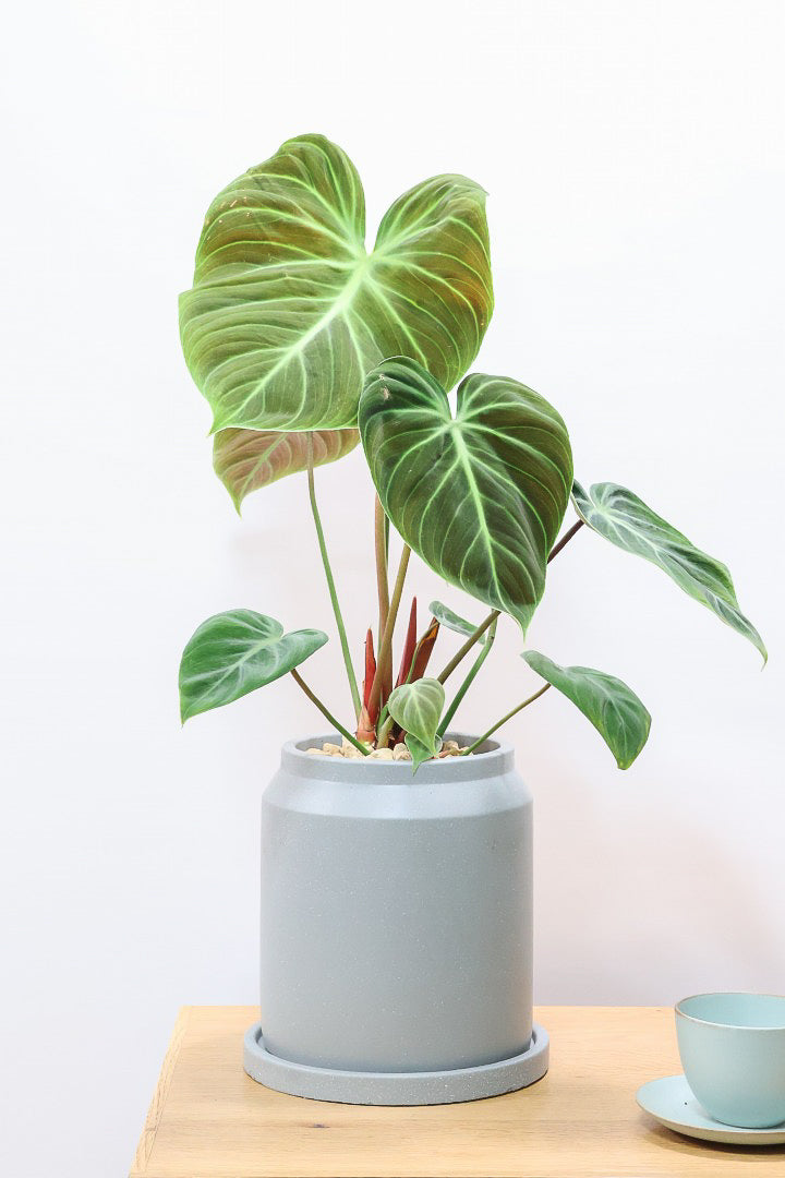 【フィロデンドロン エルチョコレッド】APEGO初入荷！ダークグリーンの美しい葉がとても素敵。表面の質感がベルベット調の美しい品種です。