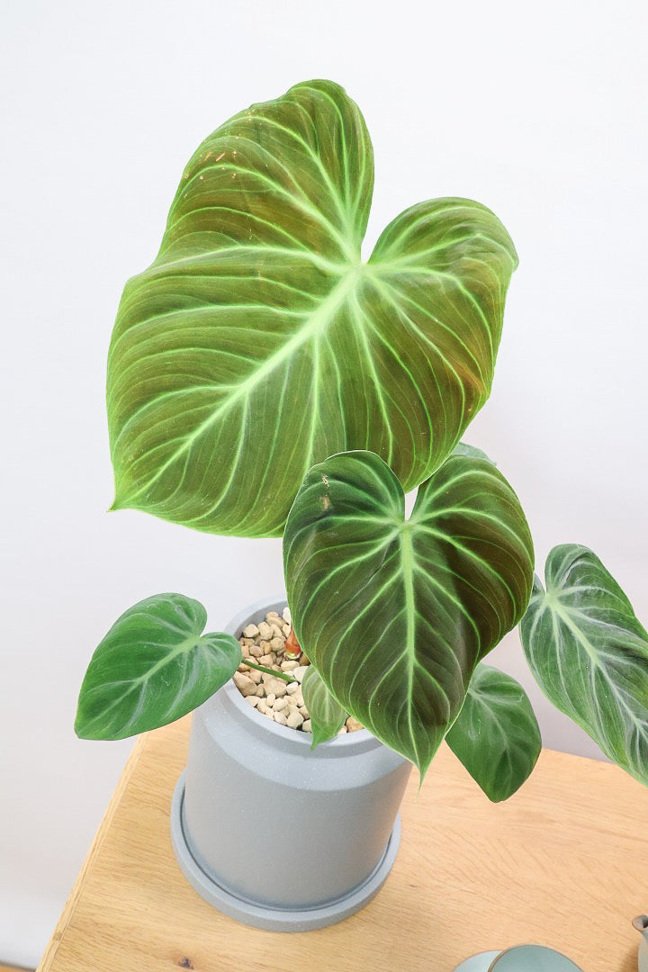 【フィロデンドロン エルチョコレッド】APEGO初入荷！ダークグリーンの美しい葉がとても素敵。表面の質感がベルベット調の美しい品種です。