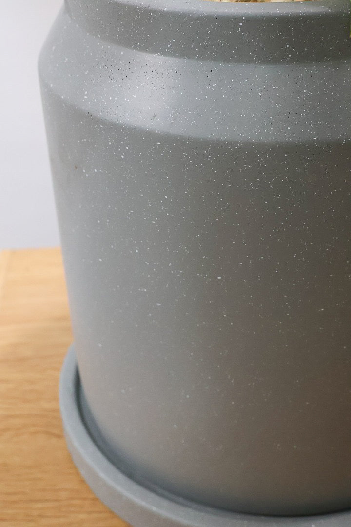 【フィロデンドロン エルチョコレッド】APEGO初入荷！ダークグリーンの美しい葉がとても素敵。表面の質感がベルベット調の美しい品種です。