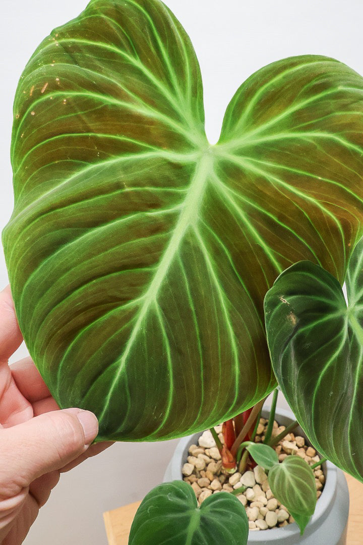 【フィロデンドロン エルチョコレッド】APEGO初入荷！ダークグリーンの美しい葉がとても素敵。表面の質感がベルベット調の美しい品種です。