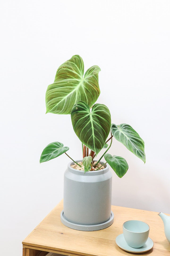 【フィロデンドロン エルチョコレッド】APEGO初入荷！ダークグリーンの美しい葉がとても素敵。表面の質感がベルベット調の美しい品種です。