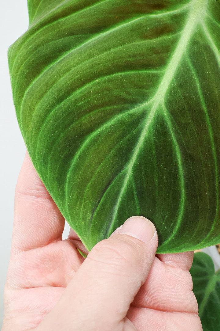 【フィロデンドロン エルチョコレッド】APEGO初入荷！ダークグリーンの美しい葉がとても素敵。表面の質感がベルベット調の美しい品種です。