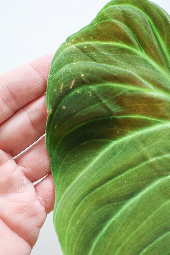 【フィロデンドロン エルチョコレッド】APEGO初入荷！ダークグリーンの美しい葉がとても素敵。表面の質感がベルベット調の美しい品種です。